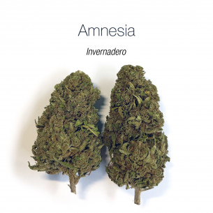 AMNESIA HAZE 5.43% CBD - Invernadero
