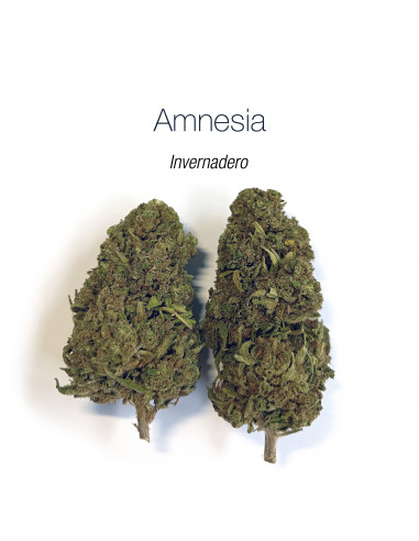 Amnesia Haze - cogollo CBD