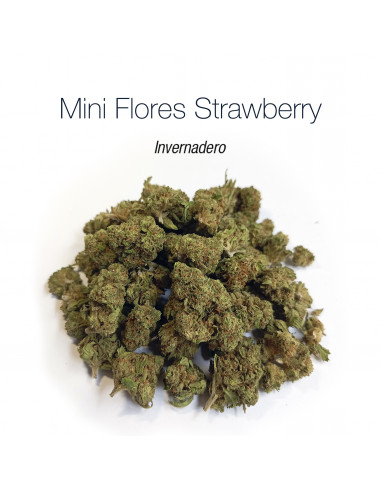 Mini Flores STRAWBERRY - cogollo CBD