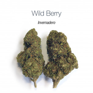 WILD BERRY 7.25% CBD - Invernadero
