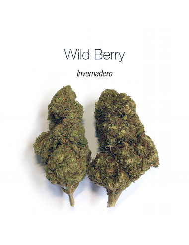 Wild Berry - cogollo CBD