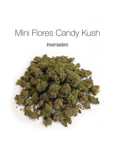 Mini Flores CANDY KUSH - cogollo CBD