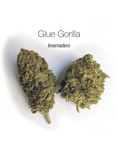 GLUE GORILLA - Invernadero