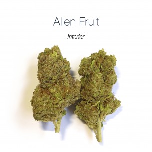 ALIEN FRUIT 9.07% CBD - Interior