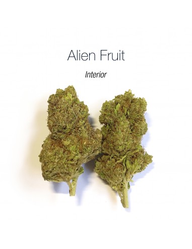 ALIEN FRUIT 9.07% CBD - Interior