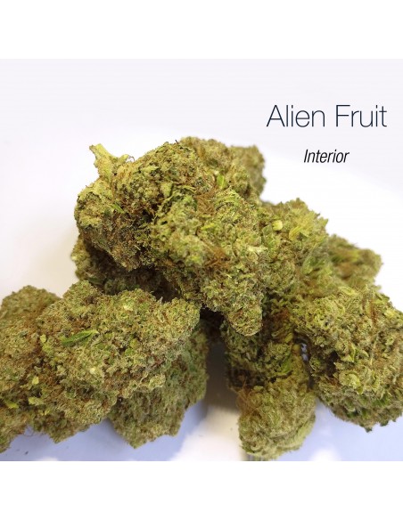 ALIEN FRUIT 9.07% CBD - Interior