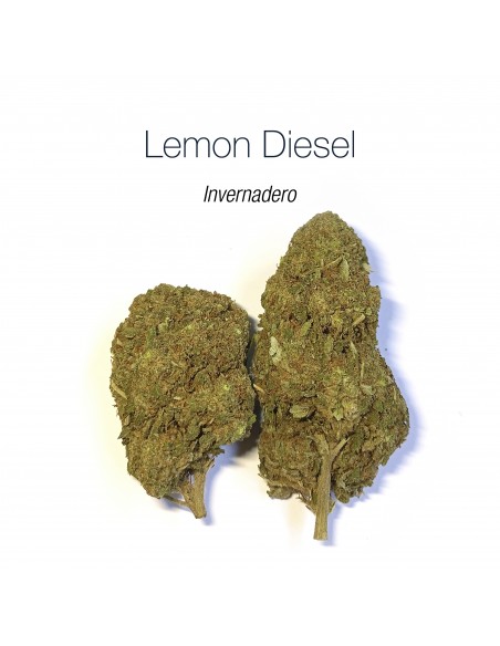 LEMON DIESEL - Invernadero