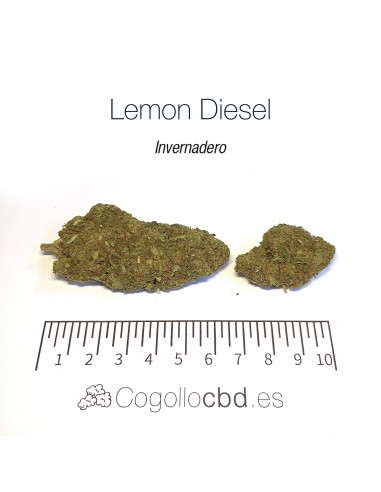 LEMON DIESEL - Invernadero