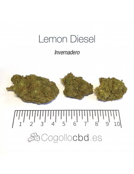 LEMON DIESEL - Invernadero
