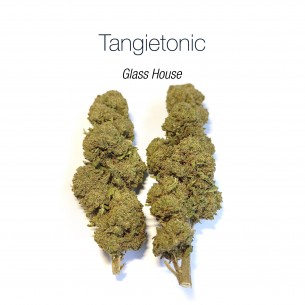 TANGIETONIC 9.24% CBD - Glass House