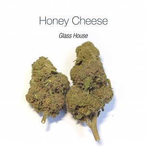 HONEY CHEESE 8.4% CBD - Glass House