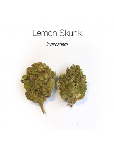 LEMON SKUNK - Invernadero