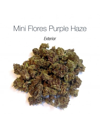 Mini Flores PURPLE HAZE - Exterior
