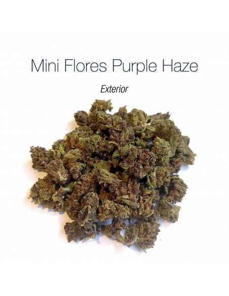 Mini Flores PURPLE HAZE - Exterior