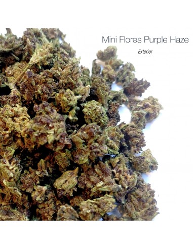 Mini Flores PURPLE HAZE - Exterior