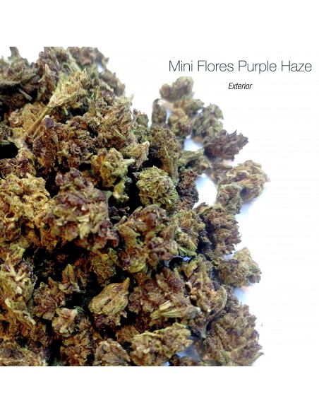 Mini Flores PURPLE HAZE - Exterior
