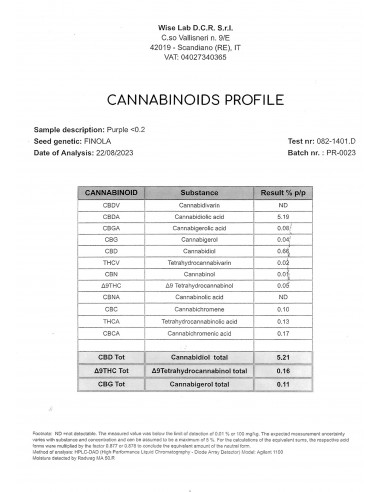 Mini Flores PURPLE HAZE - Exterior