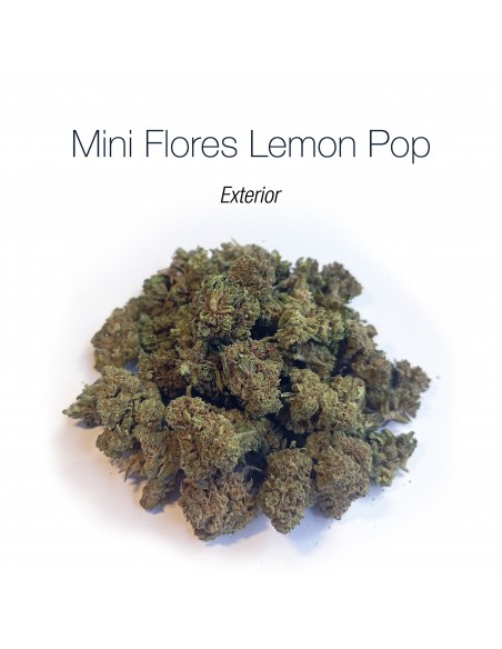 Mini Flores LEMON POP - Exterior