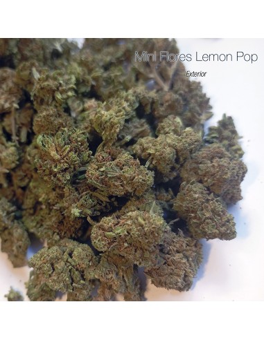 Mini Flores LEMON POP - Exterior