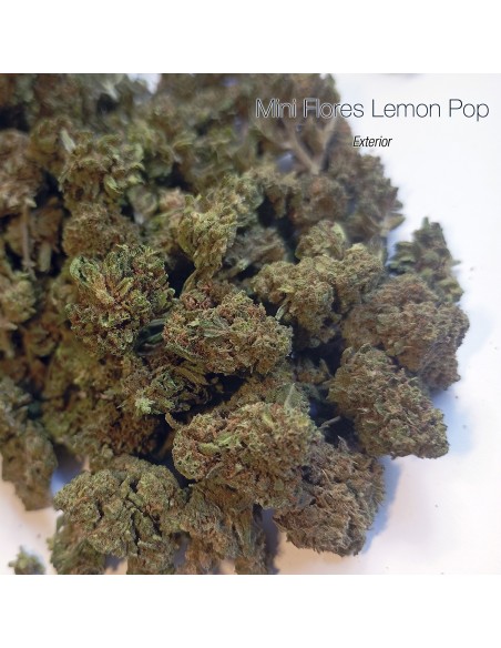 Mini Flores LEMON POP - Exterior