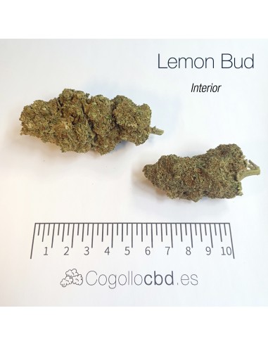 LEMON BUD 5.4% CBD - Interior