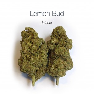 LEMON BUD 5.4% CBD - Interior