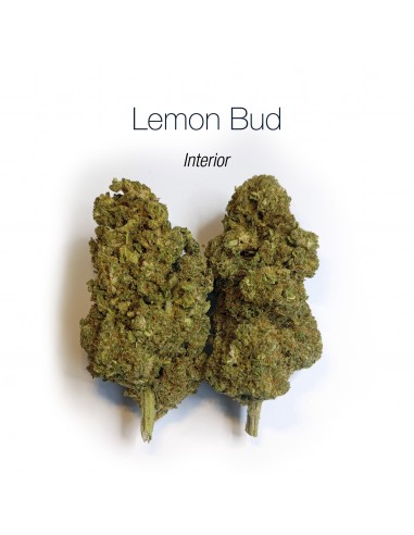 LEMON BUD 5.4% CBD - Interior