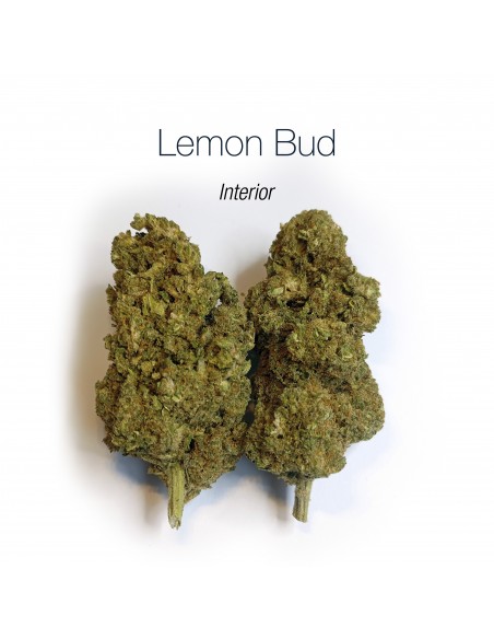 LEMON BUD 5.4% CBD - Interior