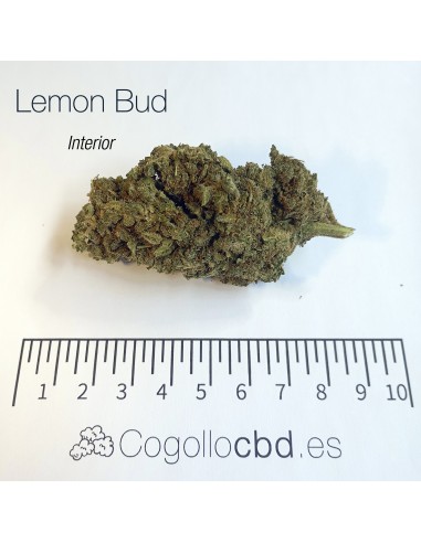 LEMON BUD 5.4% CBD - Interior