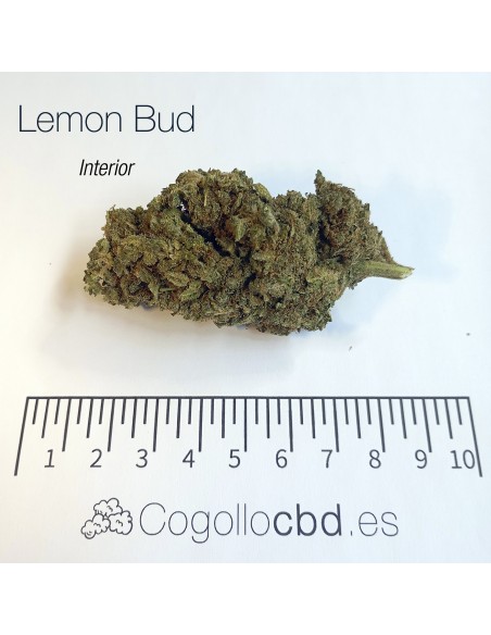 LEMON BUD 5.4% CBD - Interior