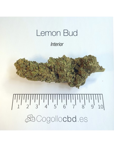 LEMON BUD 5.4% CBD - Interior