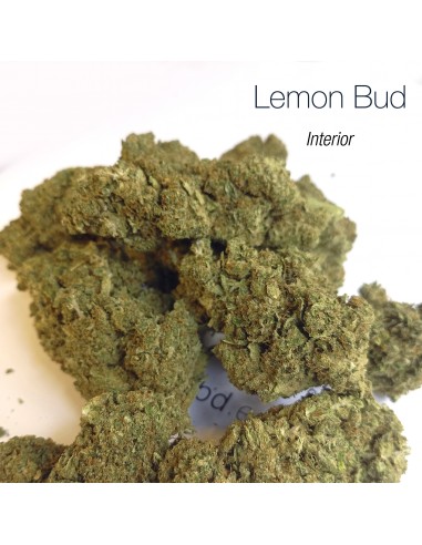 LEMON BUD 5.4% CBD - Interior