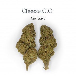 CHEESE O.G. 7.3% CBD - Invernadero