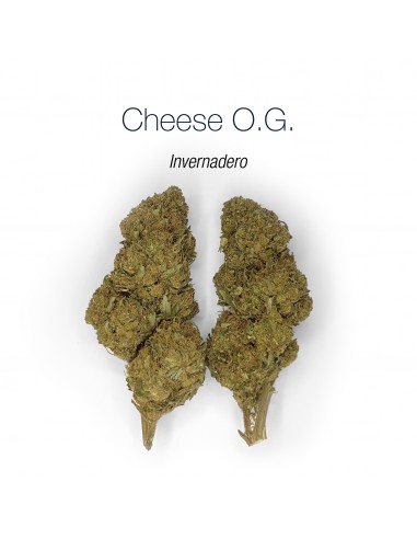 CHEESE O.G. - Invernadero
