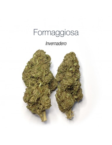FORMAGGIOSA Edición Limitada - Invernadero