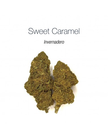 SWEET CARAMEL - Invernadero