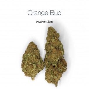 ORANGE BUD 15.2% CBD - Invernadero