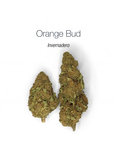ORANGE BUD - Invernadero