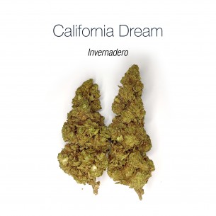 CALIFORNIA DREAM 11.26% CBD - Invernadero