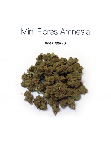 Mini Flores AMNESIA - Invernadero