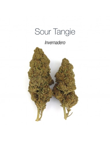 SOUR TANGIE - Invernadero
