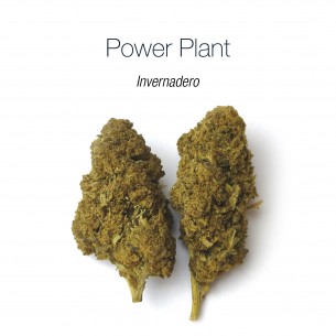POWER PLANT 17.3% CBD - Invernadero