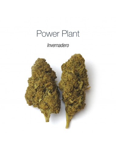 POWER PLANT - Invernadero