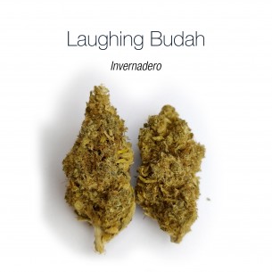 LAUGHING BUDAH 16.6% CBD - Invernadero