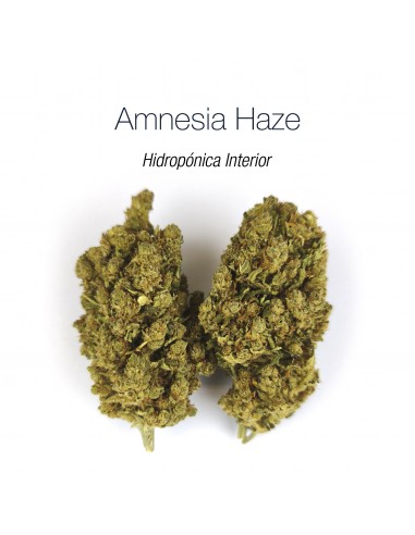 AMNESIA HAZE - Hidropónica Interior