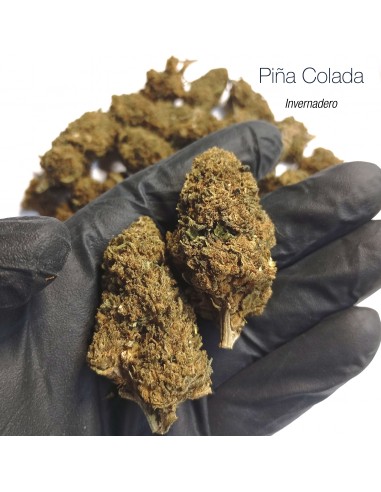 PIÑA COLADA - MEGA OFERTA !!!