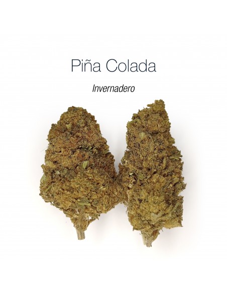 PIÑA COLADA - MEGA OFERTA !!!