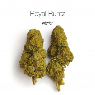 ROYAL RUNTZ 16.3% CBD - Interior