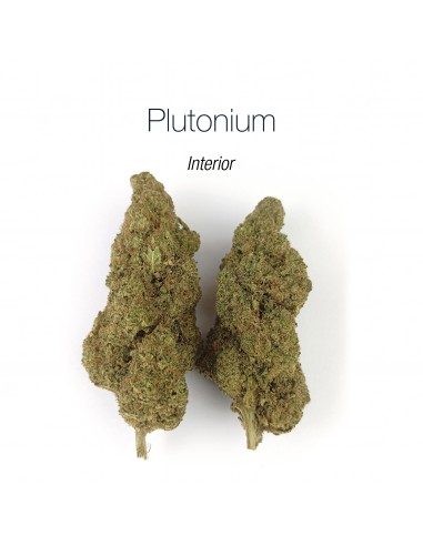 PLUTONIUM 7.6% CBD - Interior