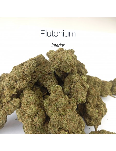 PLUTONIUM 7.6% CBD - Interior